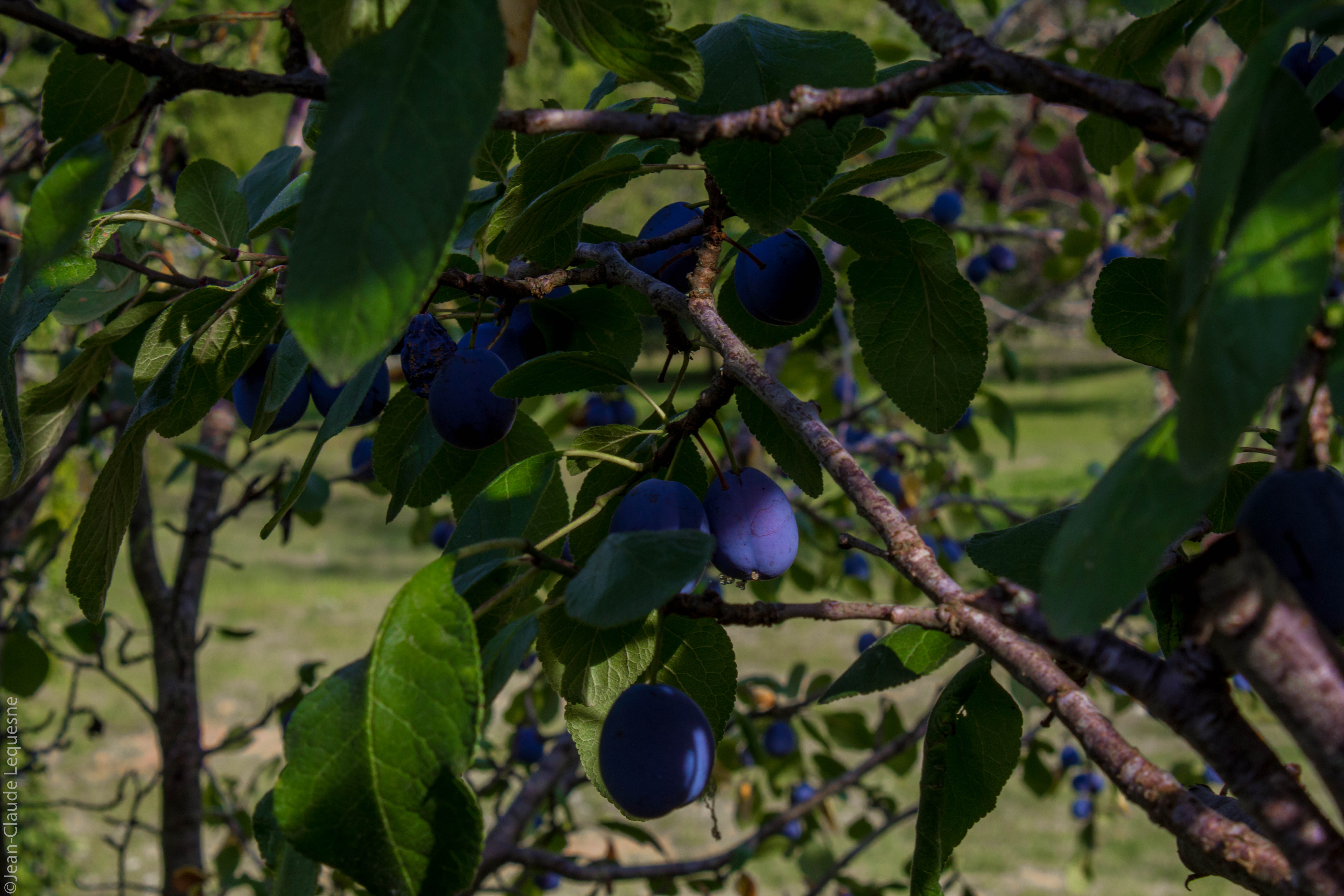 Prune bleue de Bajamont